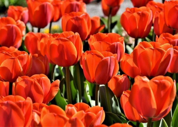 Для краси і здоров&#039;я квітника: захищаємо тюльпани від хвороб 