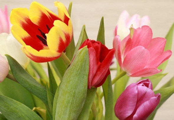 Квіти на підвіконні: вигонка тюльпанів до весняних свят  