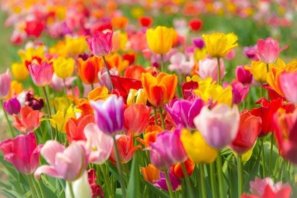 Квіти, оповиті легендами: тюльпани 