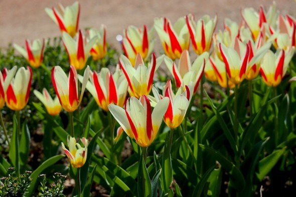 Тріумф тюльпанів: ботанічні види у дизайні саду 