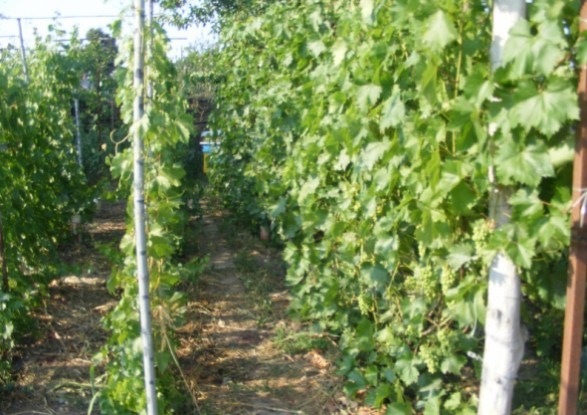 Додаткові ряди винограду в міжряддях 