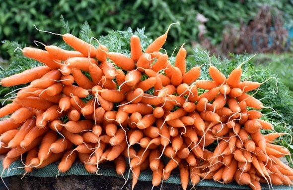 Картопля, томати, морква без ручної прополки! 
