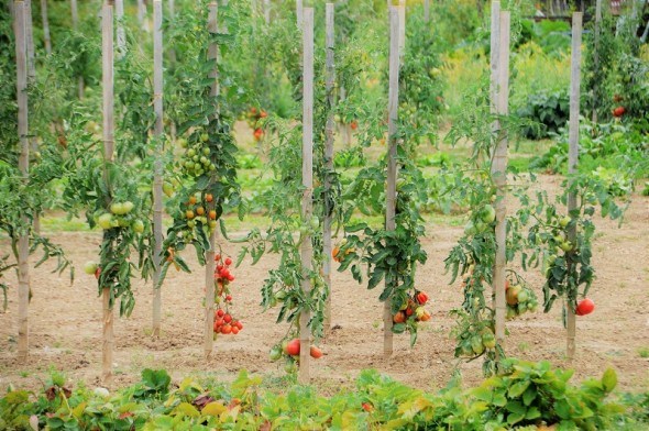 Їх королівська високість: агротехніка для продуктивності високорослих помідорів 