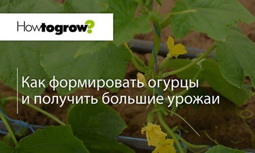 Урок 11: формування рослин огірків для отримання високого врожаю 