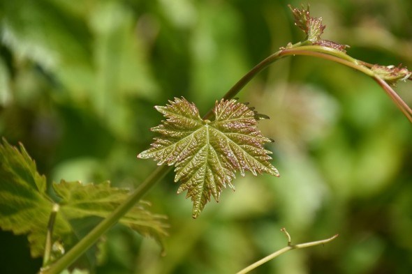 Нові кущі – з непотребу: розмножуємо виноград методом зеленого живцювання 
