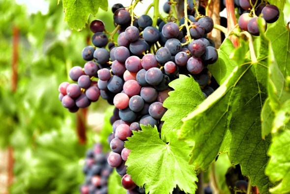 Виноградний кліщ-зудень: розпізнаємо та боремося