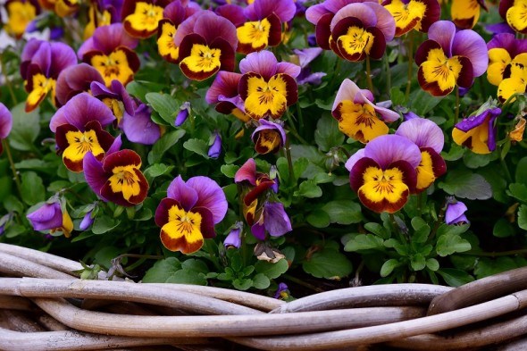 Ніжна і чудова квітка: вирощування садової фіалки, види та сорти