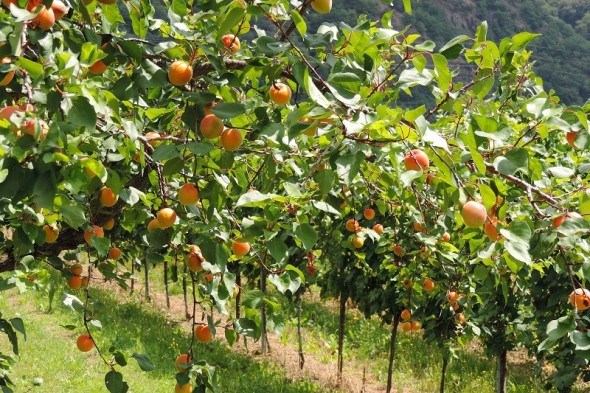 Садові напасті: захист абрикосових дерев від шкідників 