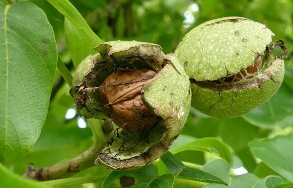 Дерево жизни: целебные и питательные свойства грецкого ореха 