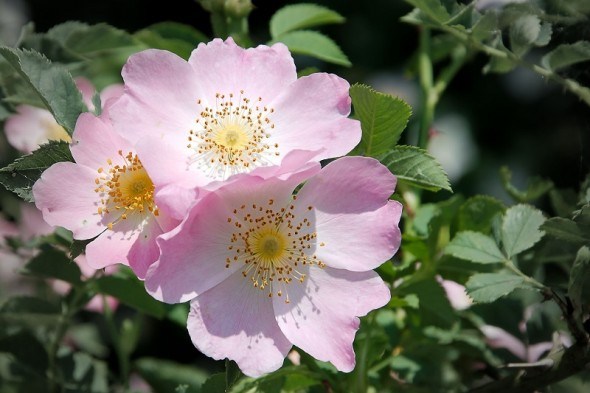Дикая роза моего сердца: размножаем майский шиповник 