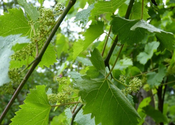 Зеленые операции на винограднике