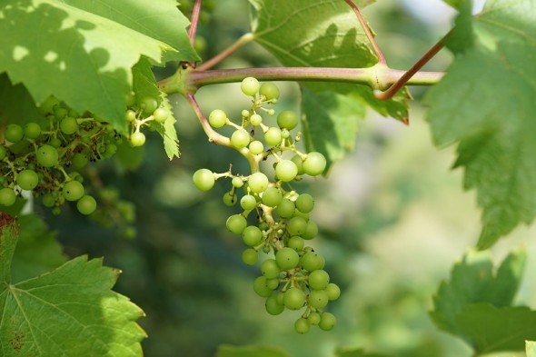 Виноград у перший місяць літа: час для формування великого врожаю 