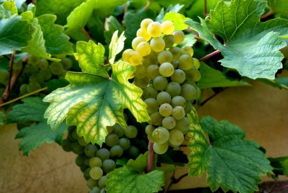 З любові до винограду: вирощуємо стійкі сорти 