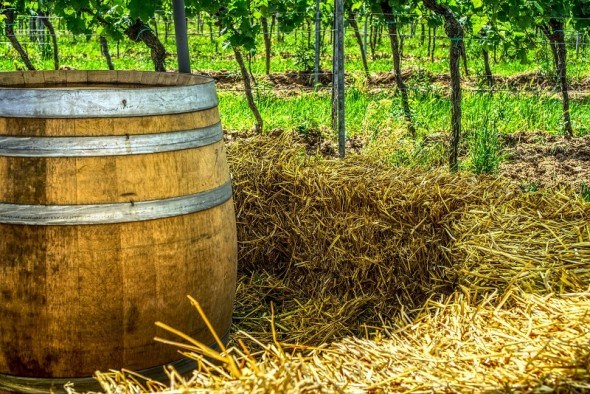 Досвід домашнього виноробства: білий спосіб приготування вина 