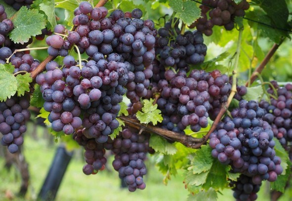 Урожай винограда – собираем и храним 
