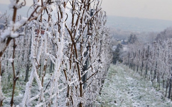 Щоб не скувало льодом: як облаштувати легке укриття для лози в помірній зоні виноградарства 