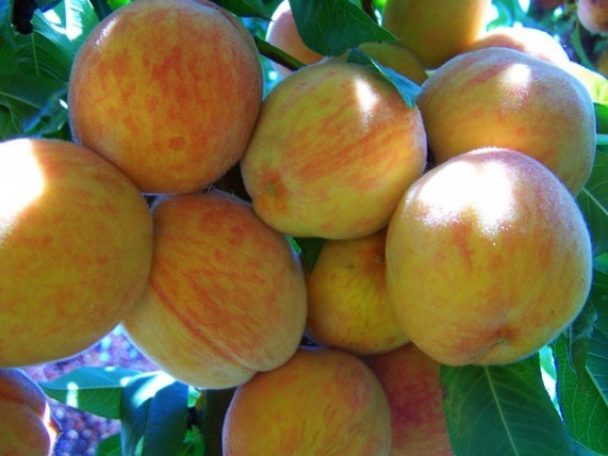 Втомлені сонцем: як виростити продуктивний персиковий сад 