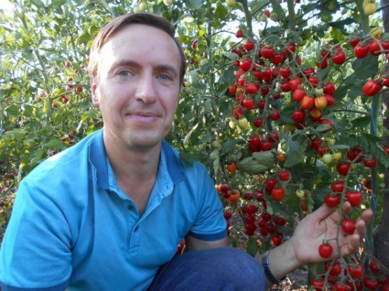 Щастя – в помідорах: продуктивні сорти для вимогливих городників 