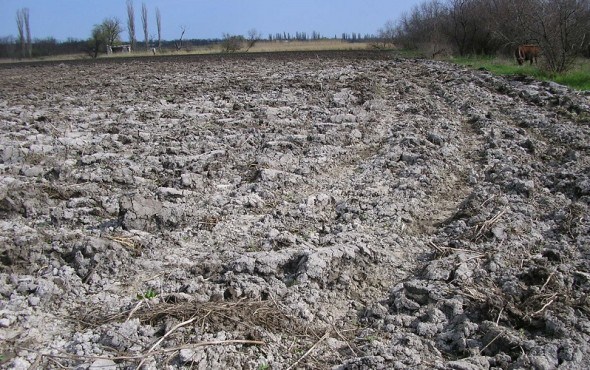 Сіль землі: як впливає &quot;підсолювання&quot; ділянки на стан та продуктивність ґрунту  