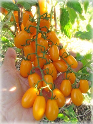 Сорт томатов черри Желтый финик