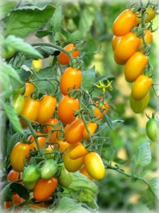 Сорт томатов черри Золотые пальчики