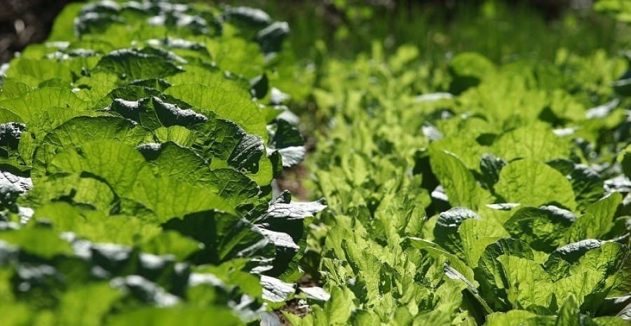  Тонке мереживо зелене: особливості вирощування листових видів капусти 