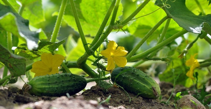 Для врожайного літа: календар роботи для городників у червні 