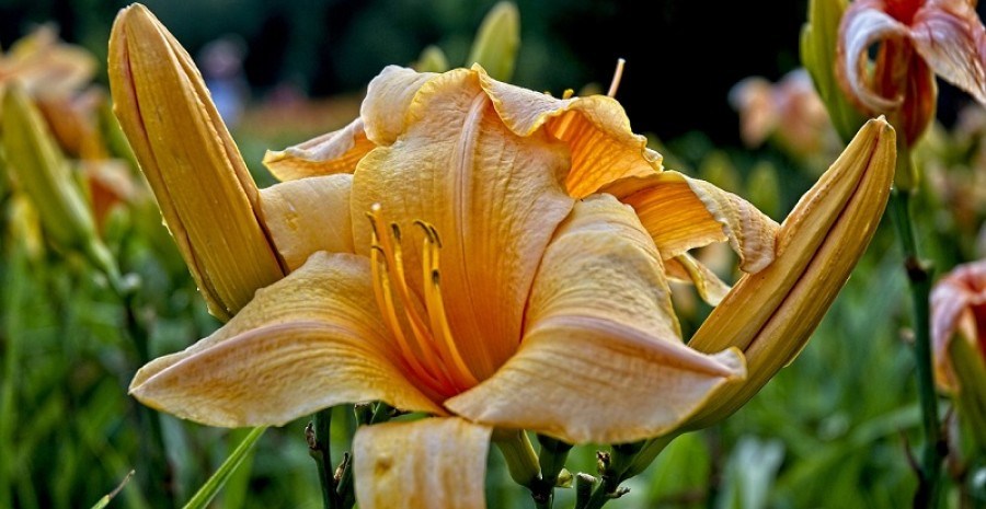 Витончена краса у квітнику: прикрашаємо садибу ефектними лілійниками  