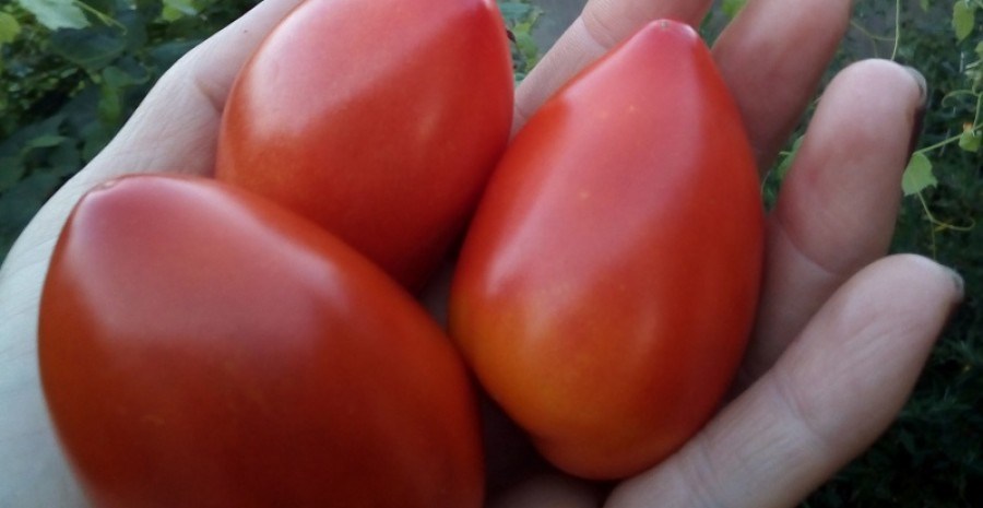 Дивовижні гноми: досвід вирощування сортів помідорів серії Dwarf