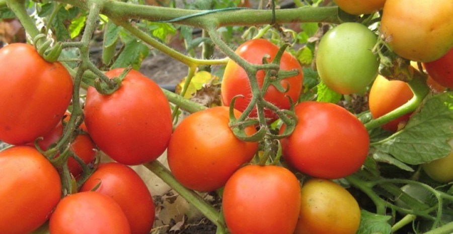 Підказано досвідом: вирощування овочевих культур за принципами органічного землеробства  