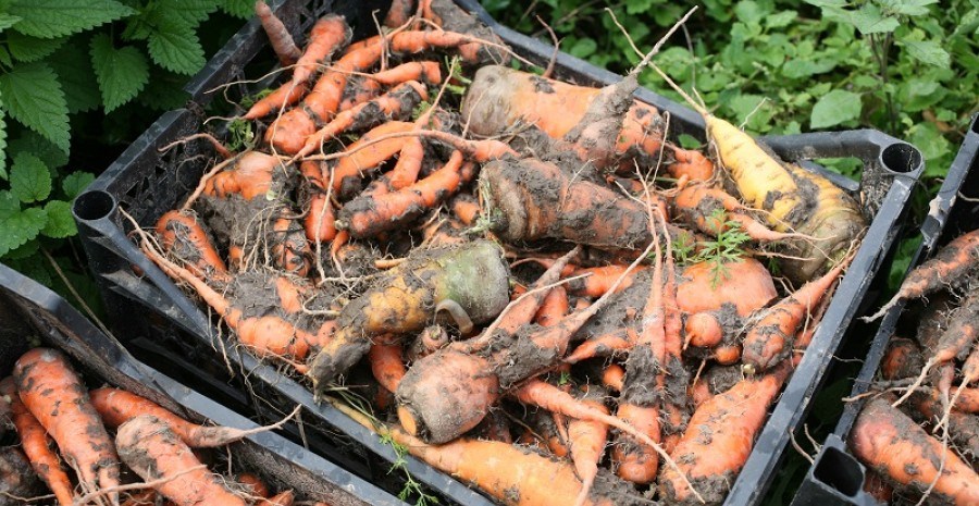 Давайте заглянемо у погріб: хвороби моркви та буряка під час зберігання 