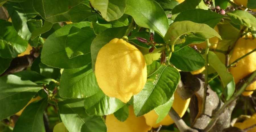 Лимонний колір здоров&#039;я: захист цитрусових від мальсеко, черні та меланозу 