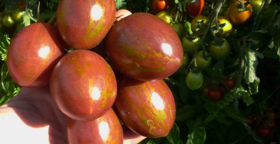 Створені для радощів: сорти дрібноплідних помідорів для декоративних городів   