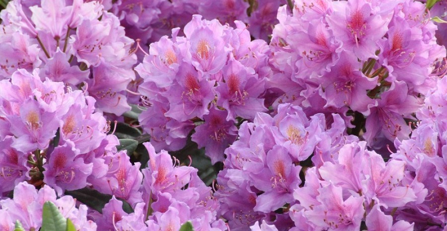 Сезон цвітіння: різні види рододендронів у садибі 