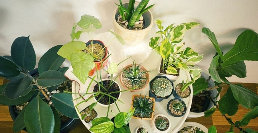Разом веселіше: правила створення групових композицій з кімнатних рослин 