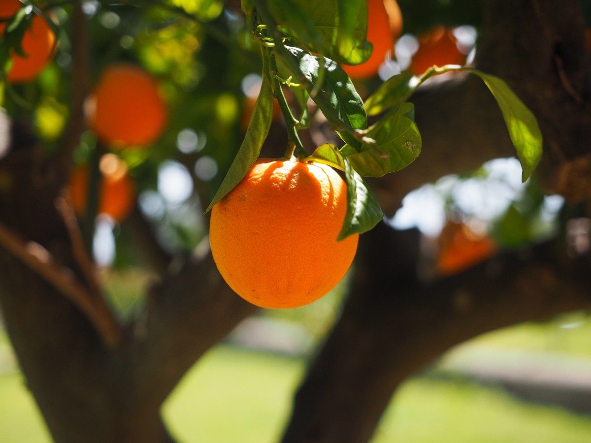 Зимой при температуре ниже 10-15 °С апельсины могут обходиться без воды по 2-3 недели
