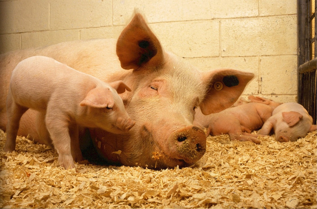 Избежать каннибализма можно при хорошем содержании и правильно сбалансированном рационе для супоросных и подсосных свиноматок