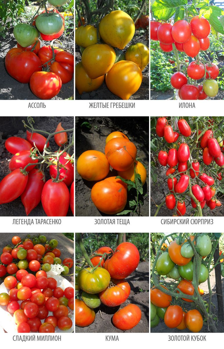 Сорта томатов средних и поздних сроков сорезвания