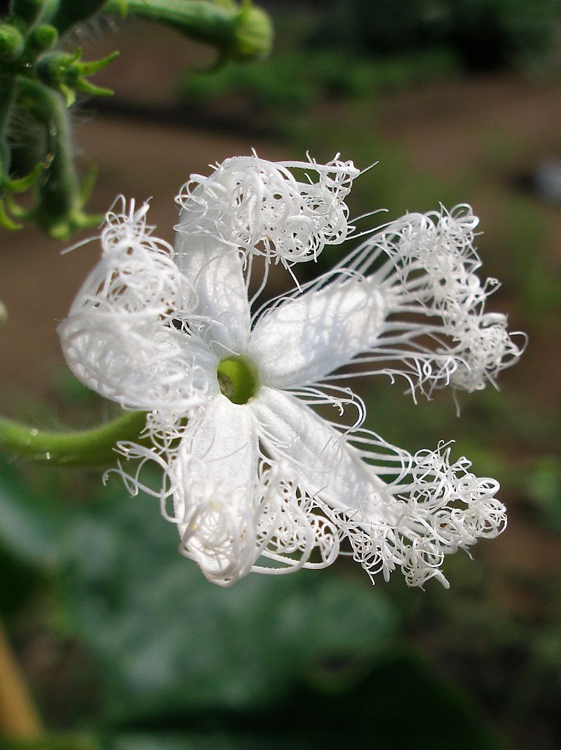цветок трихозанта